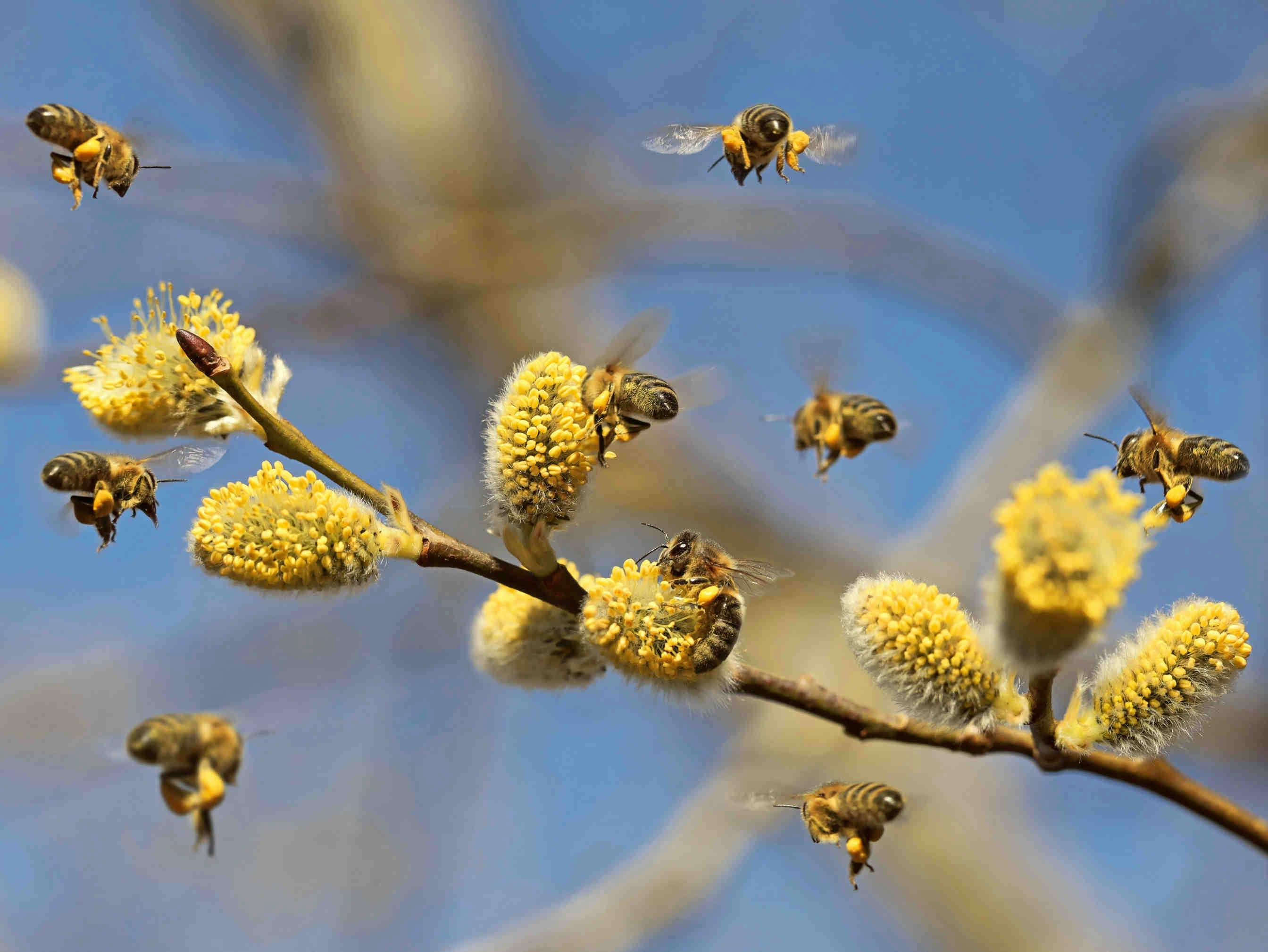api su ramo in fiore
